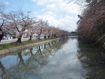 弘前公園　お堀の桜